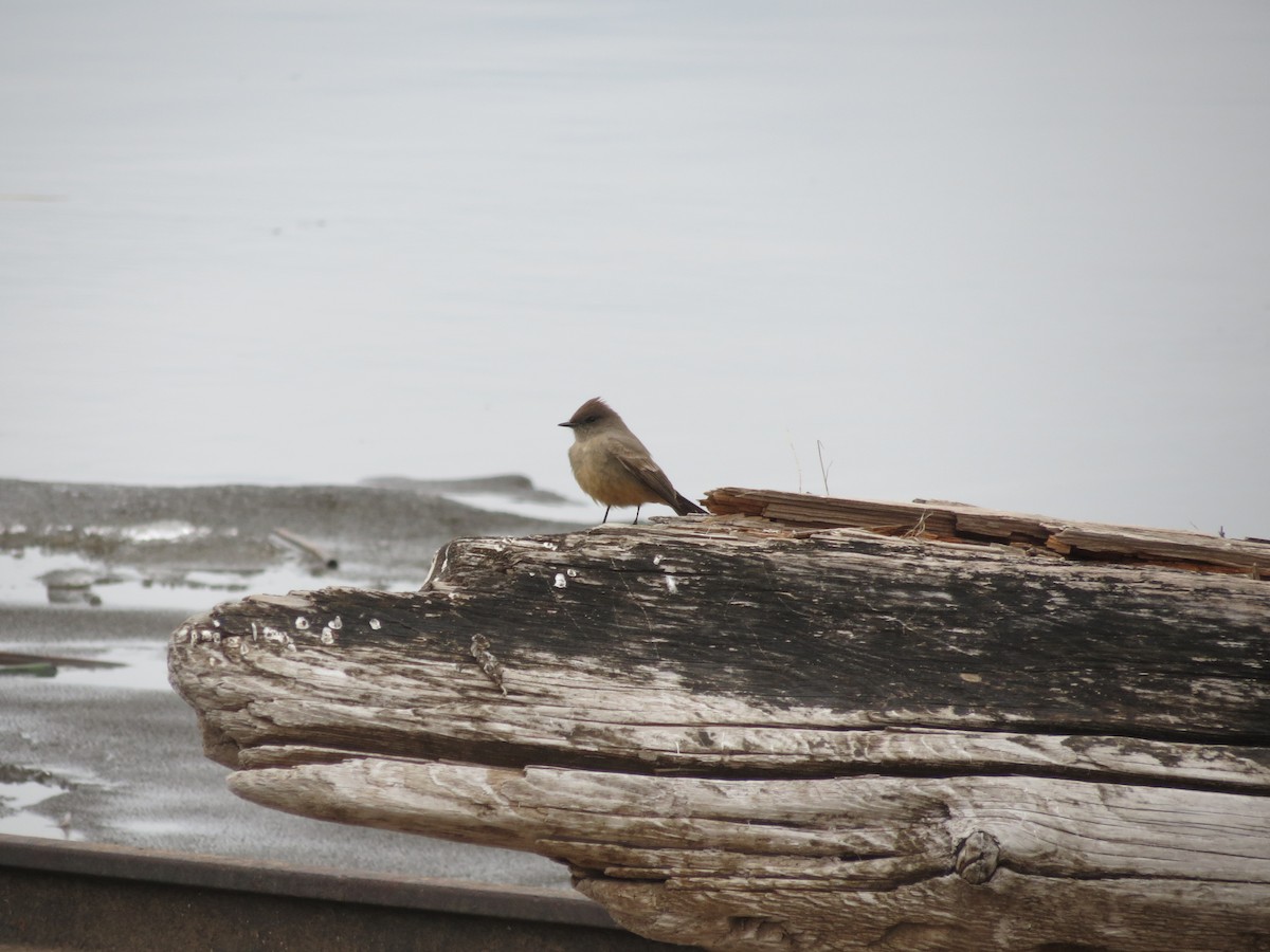 Say's Phoebe - ML646200423