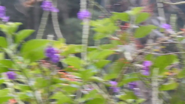 Stripe-throated Hermit - ML646200424