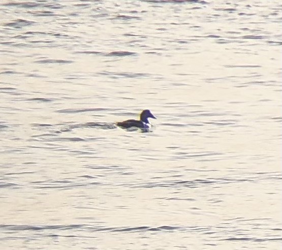 Common Eider (Dresser's) - ML646200425