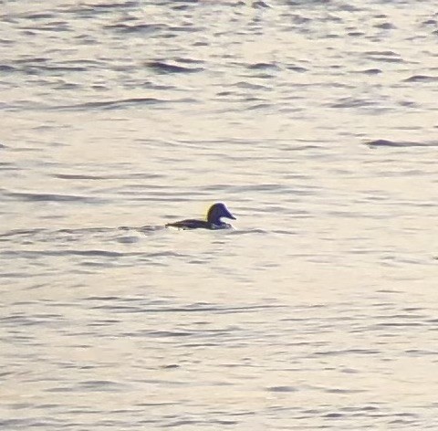 Common Eider (Dresser's) - ML646200426