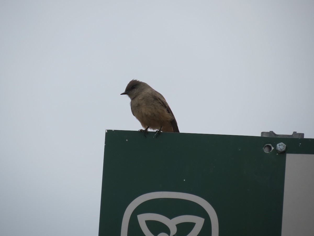 Say's Phoebe - ML646200427