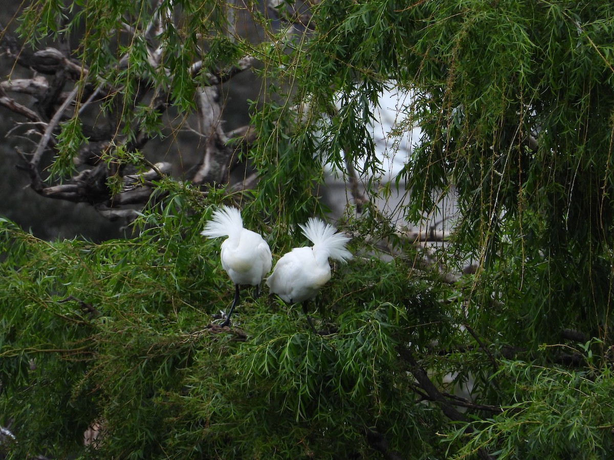 Royal Spoonbill - ML646200428