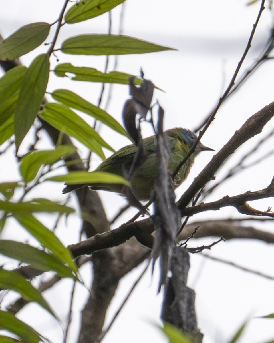 Blue Dacnis - ML646200429
