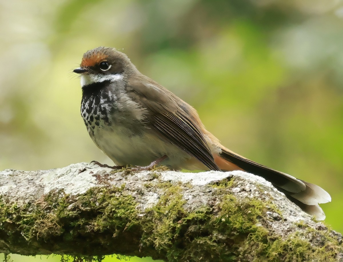 Australian Rufous Fantail - ML646200430