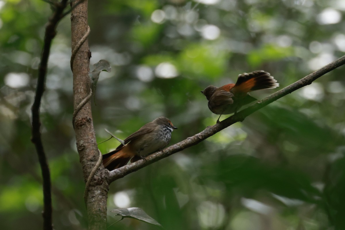 Australian Rufous Fantail - ML646200431