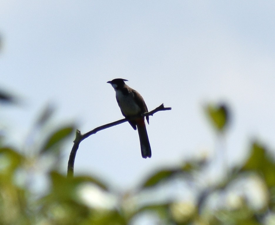 Red-whiskered Bulbul - ML646200433