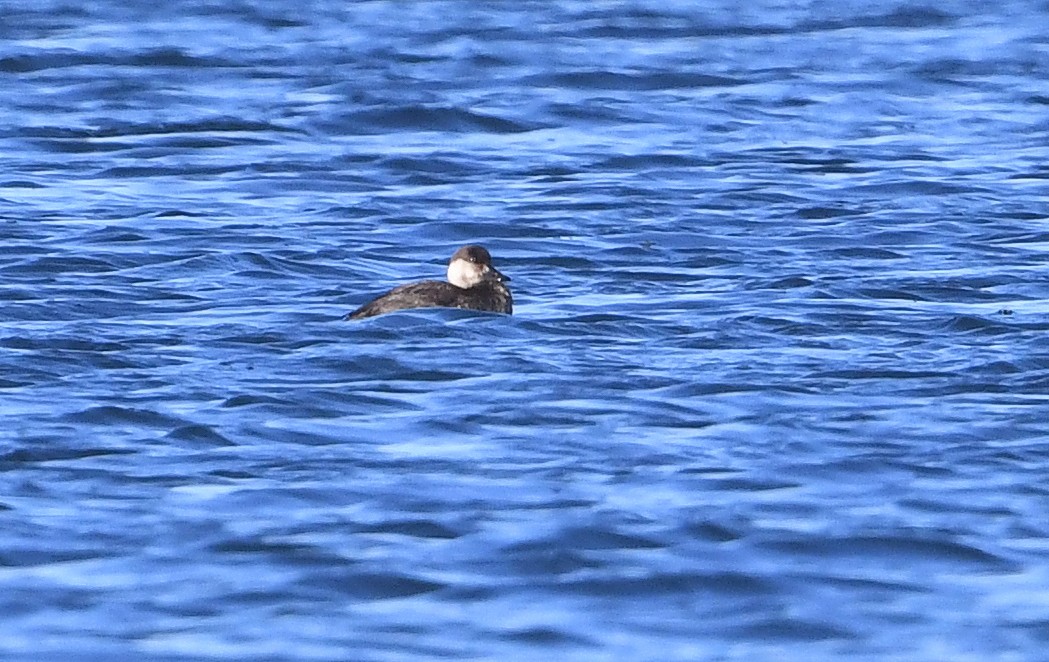 Black Scoter - ML646200435
