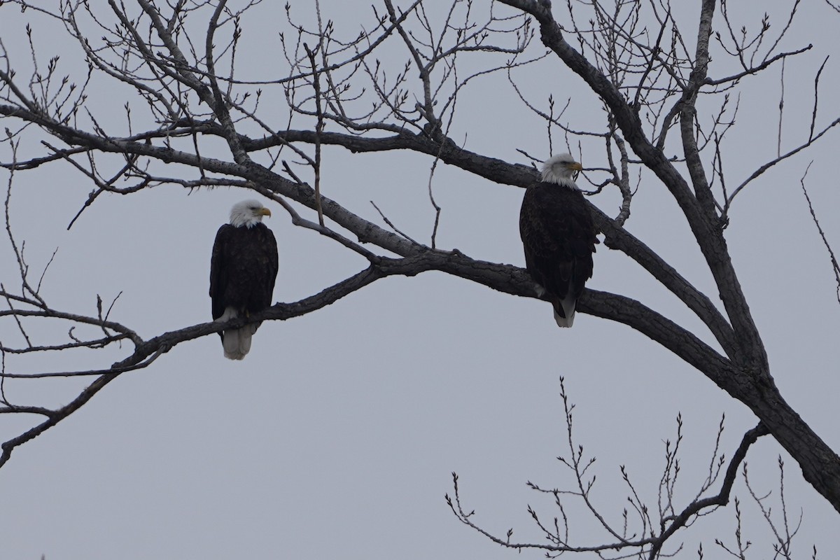 Bald Eagle - ML646200438