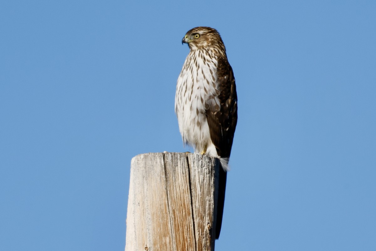 Cooper's Hawk - ML646200439