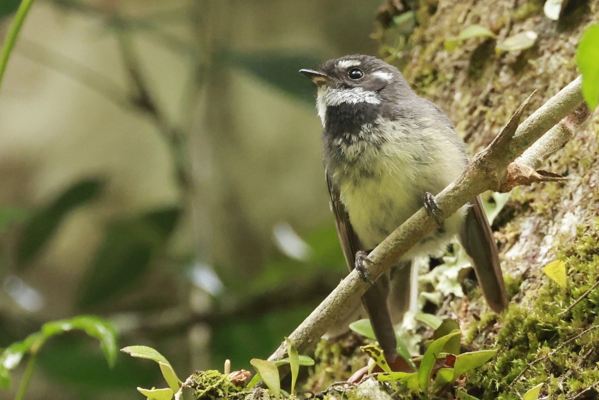Gray Fantail - ML646200440
