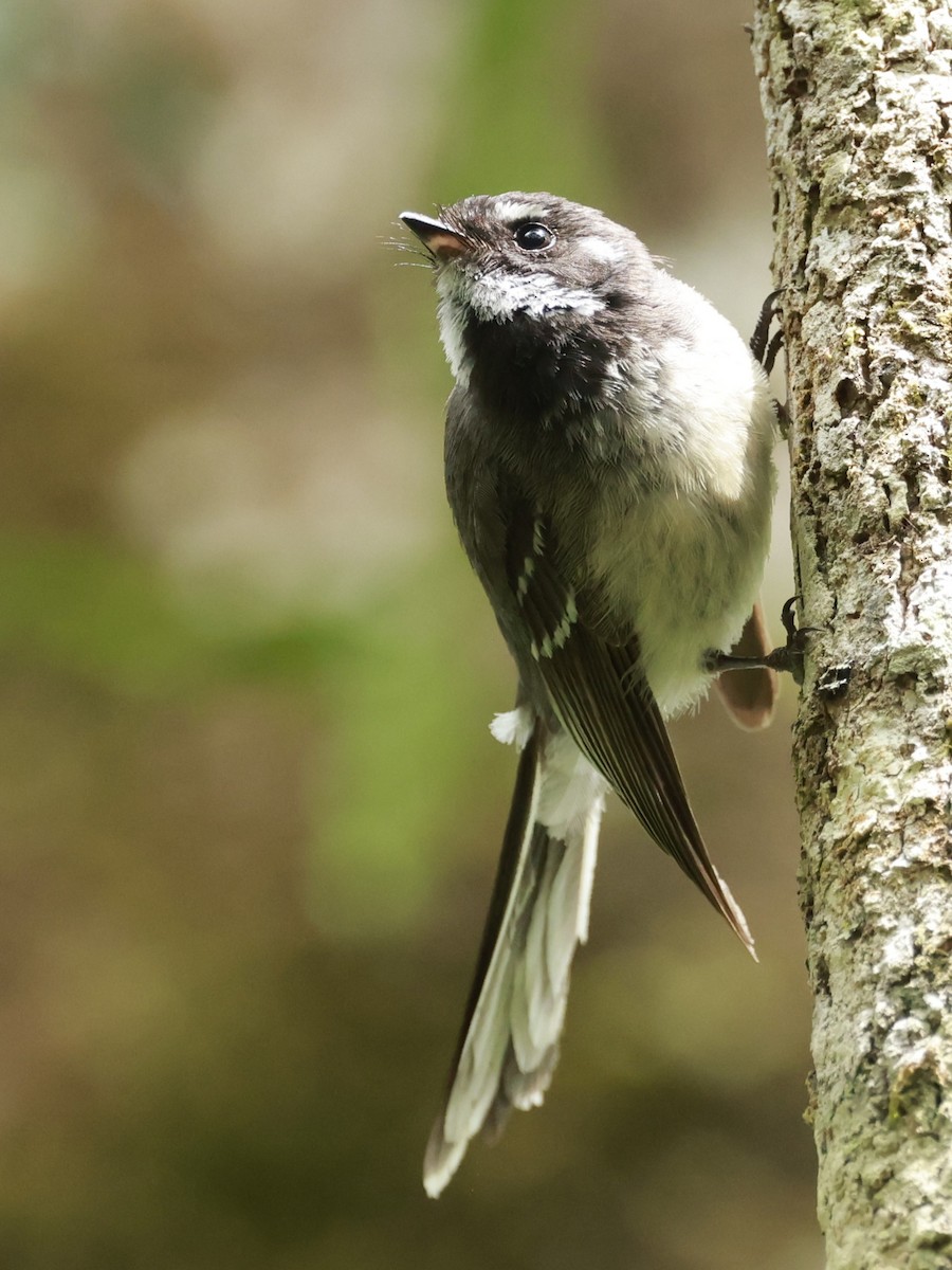 Gray Fantail - ML646200441