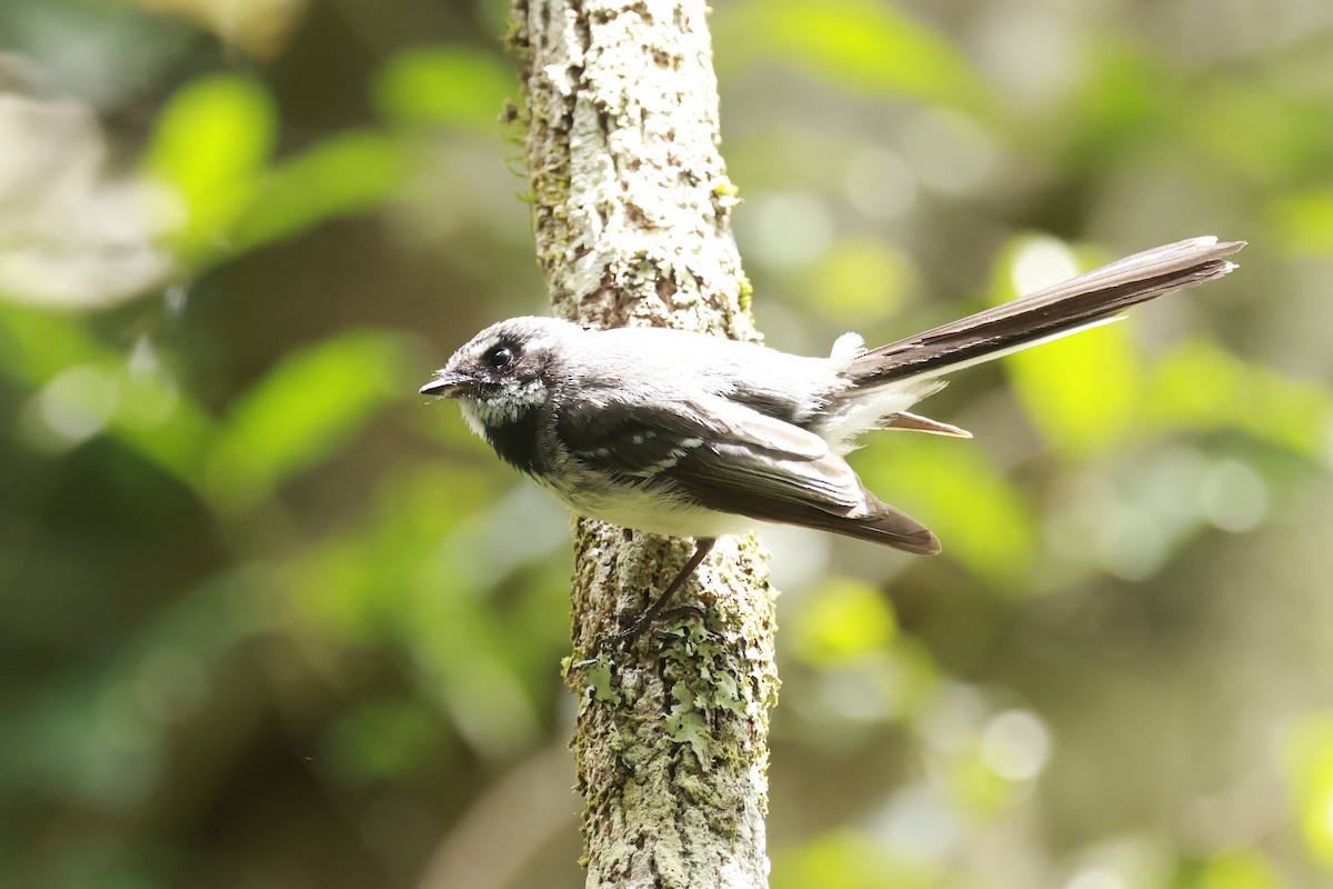 Gray Fantail - ML646200442