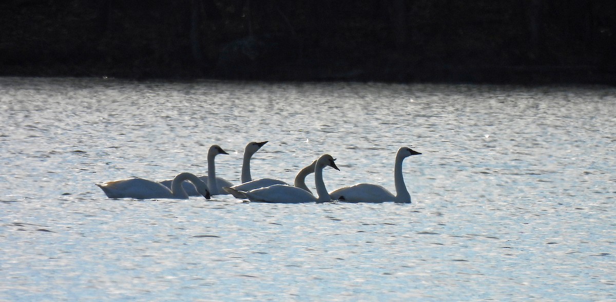 Tundra Swan - ML646200447
