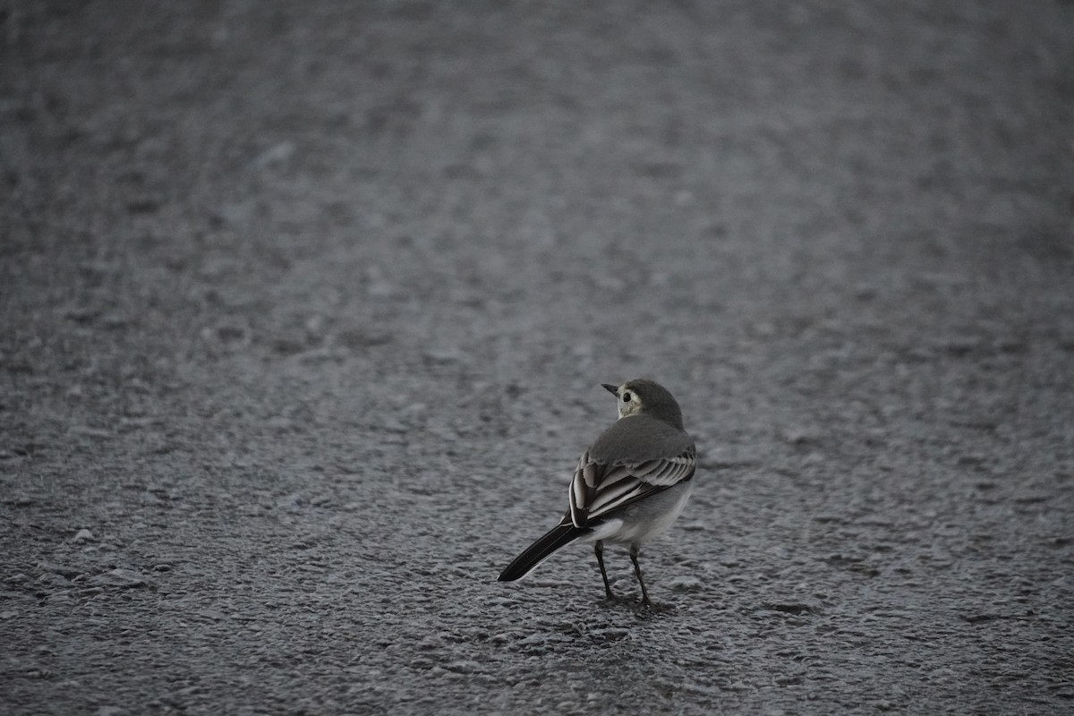 White Wagtail - ML646200451