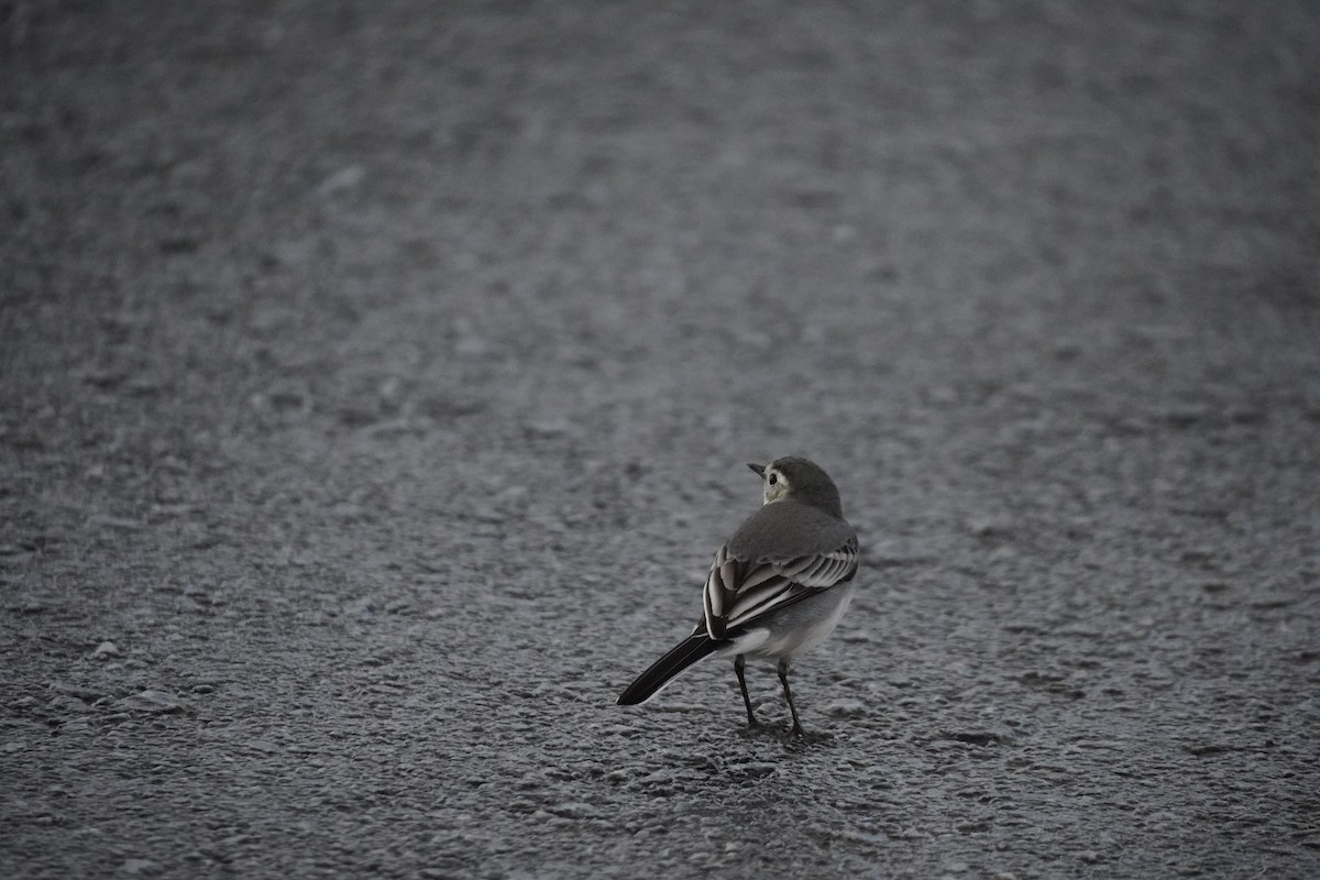 White Wagtail - ML646200452
