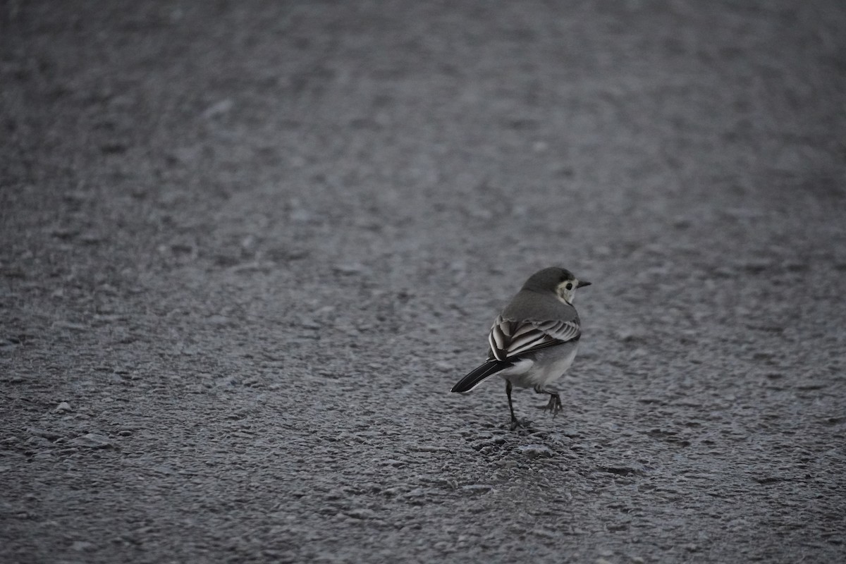 White Wagtail - ML646200453