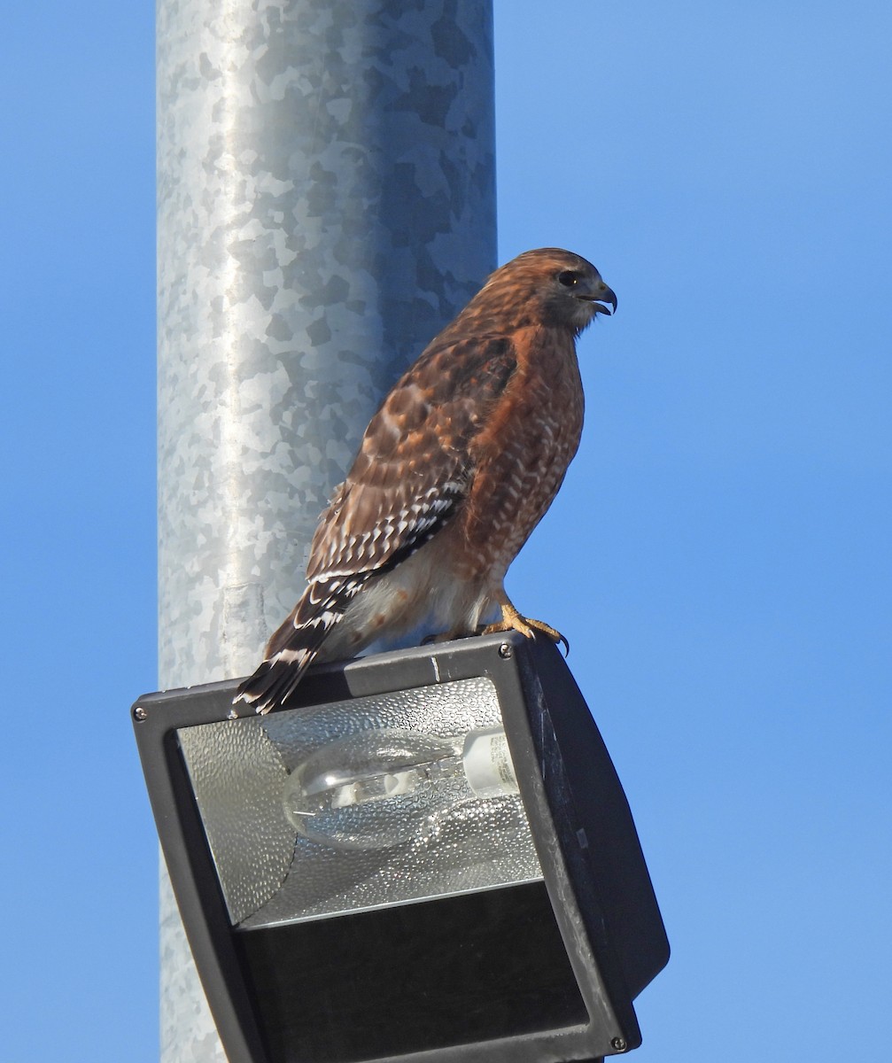 Red-shouldered Hawk - ML646200457