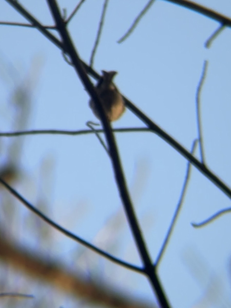 Carolina Chickadee - ML646200465