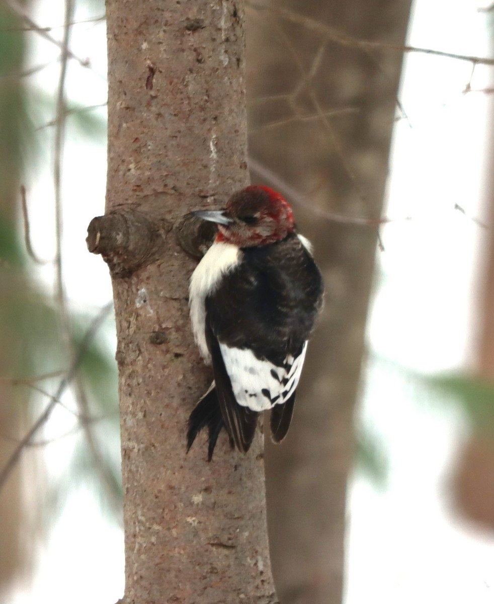 Red-headed Woodpecker - ML646200467