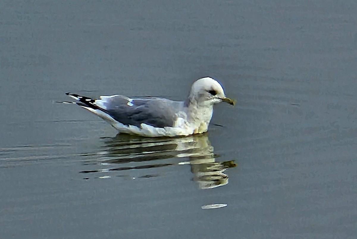 Short-billed Gull - ML646200475