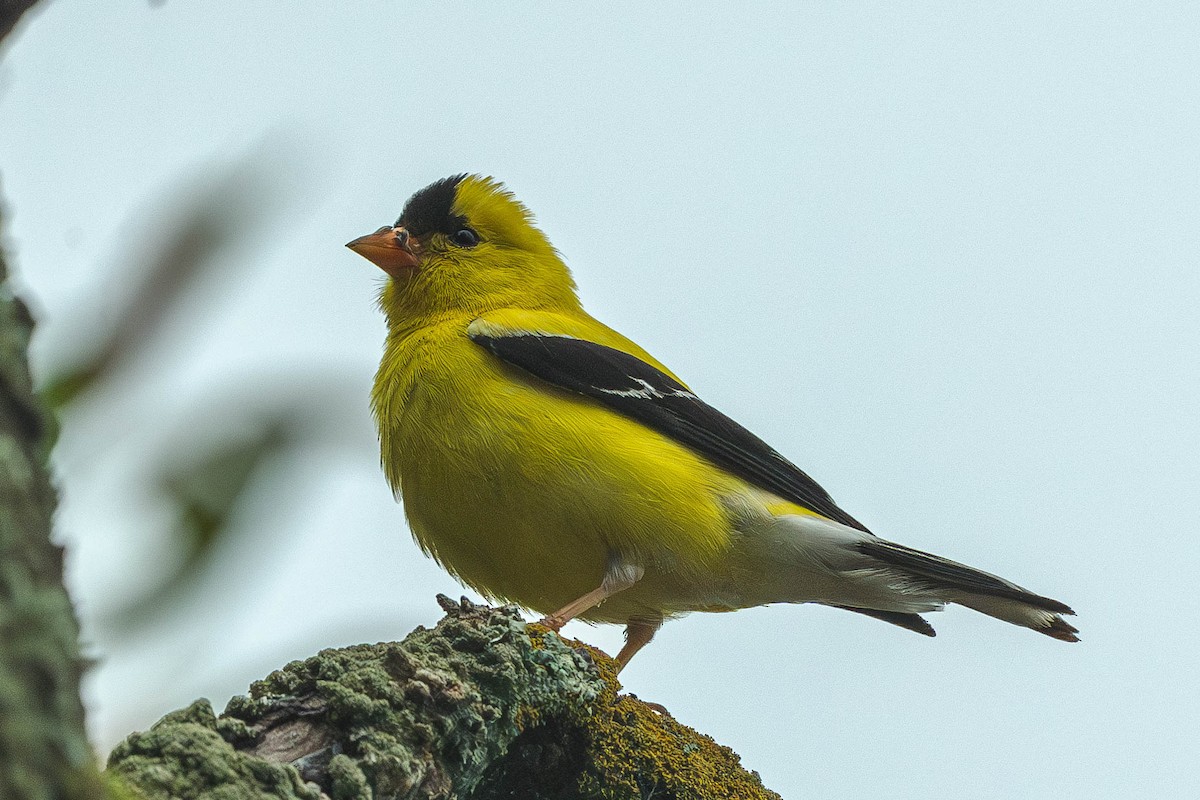 American Goldfinch - ML646200477