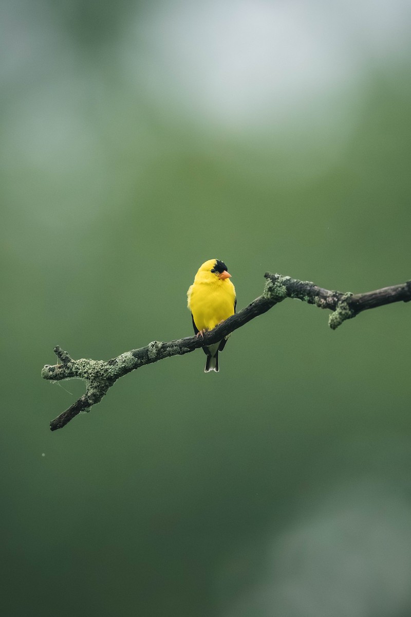 American Goldfinch - ML646200478
