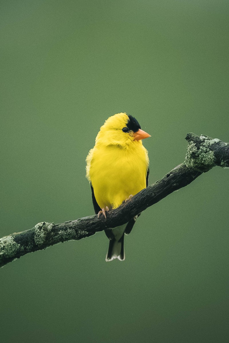 American Goldfinch - ML646200479