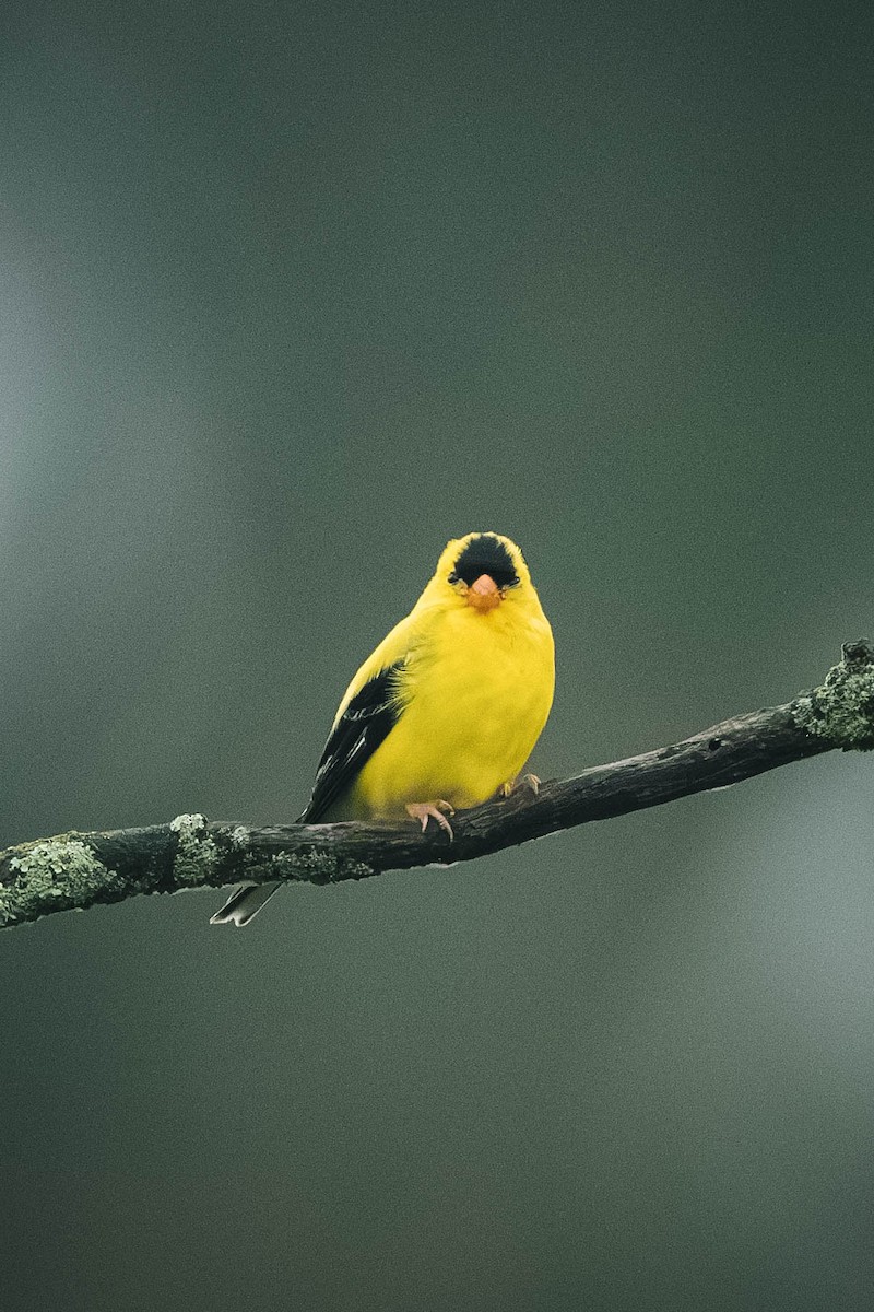American Goldfinch - ML646200480