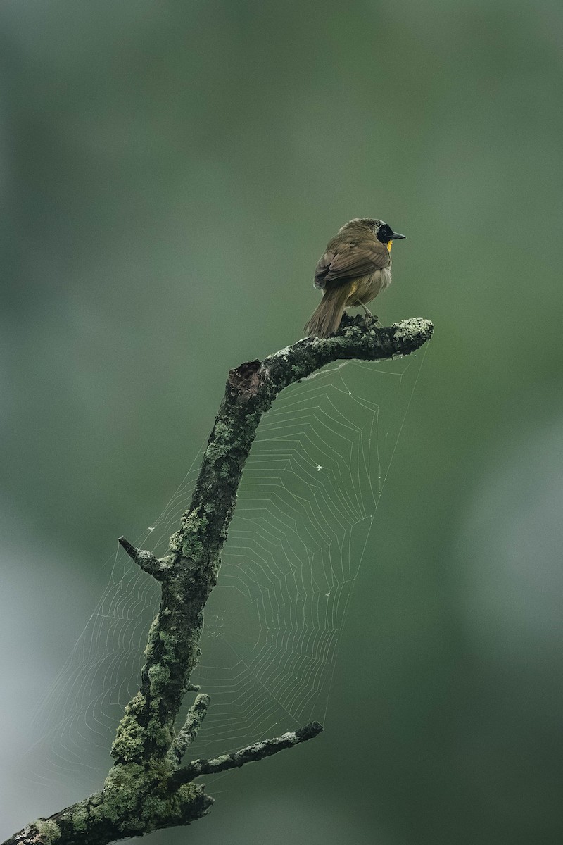 Common Yellowthroat - ML646200494