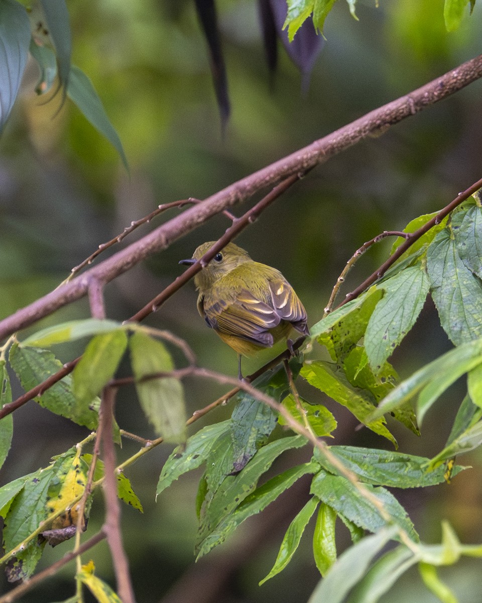 Pipromorphe roussâtre - ML646200497