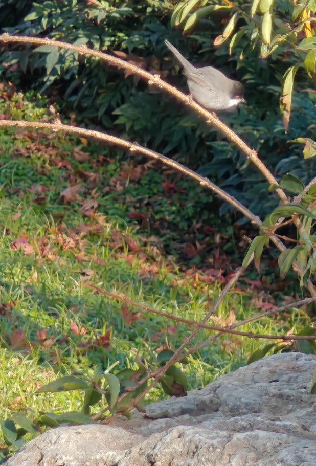 Sardinian Warbler - ML646200498