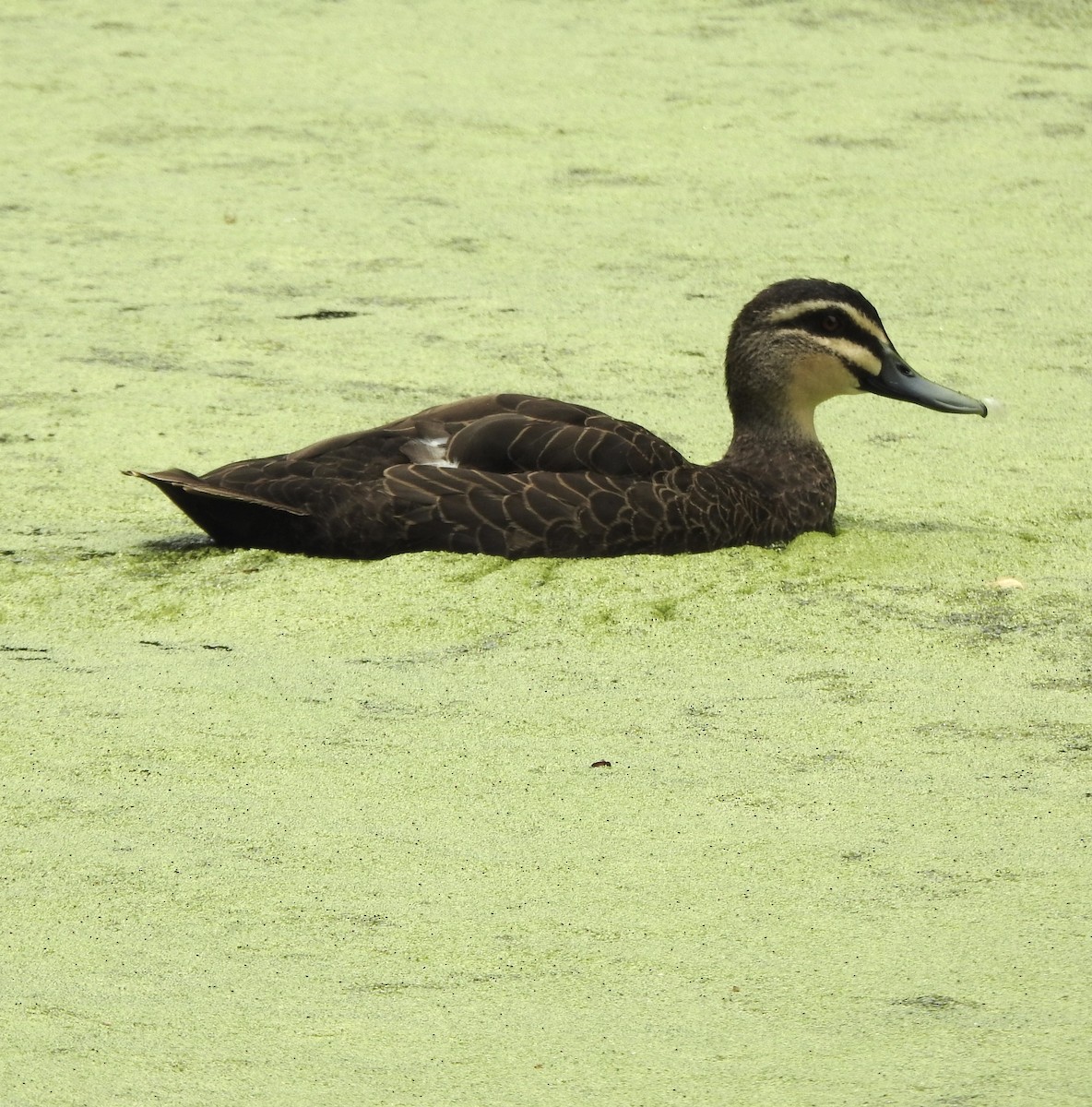 Pacific Black Duck - ML646200501