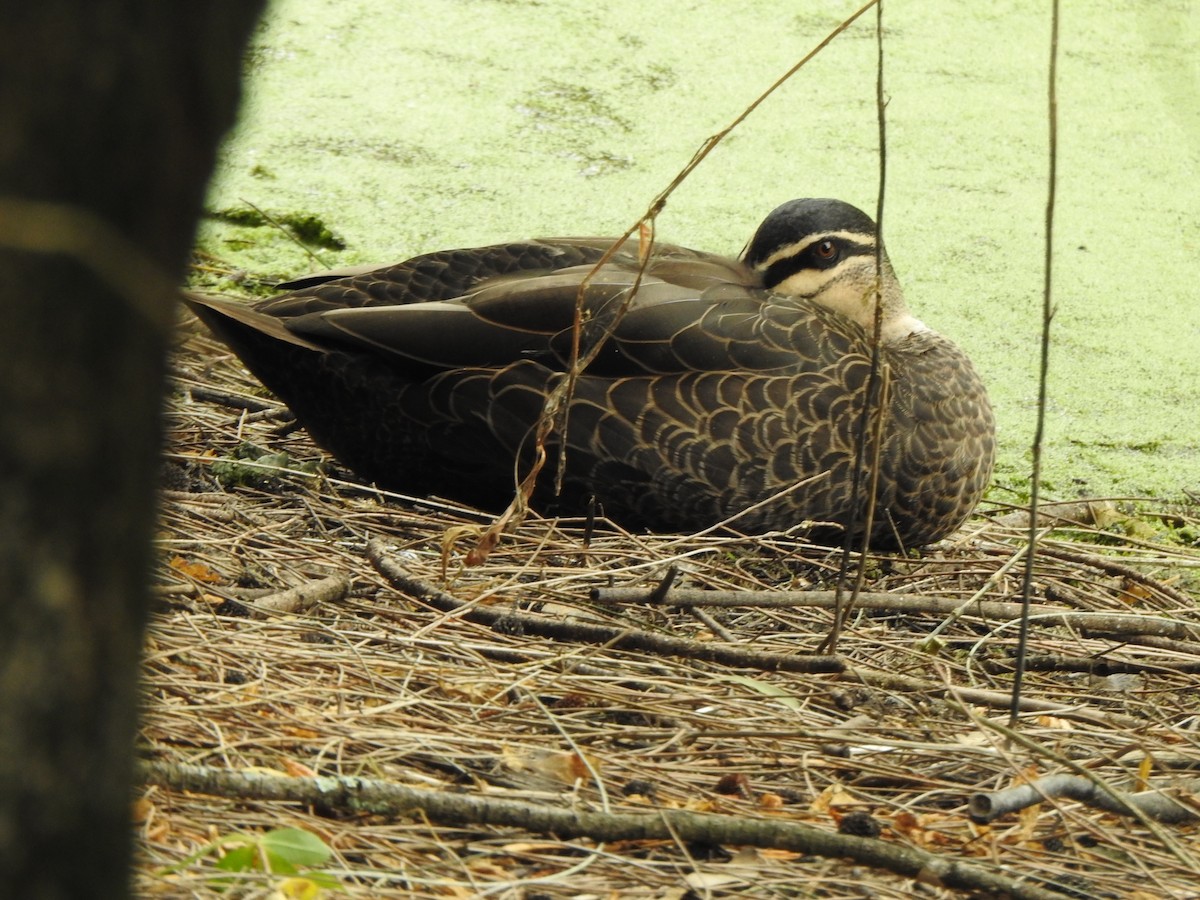 Pacific Black Duck - ML646200502