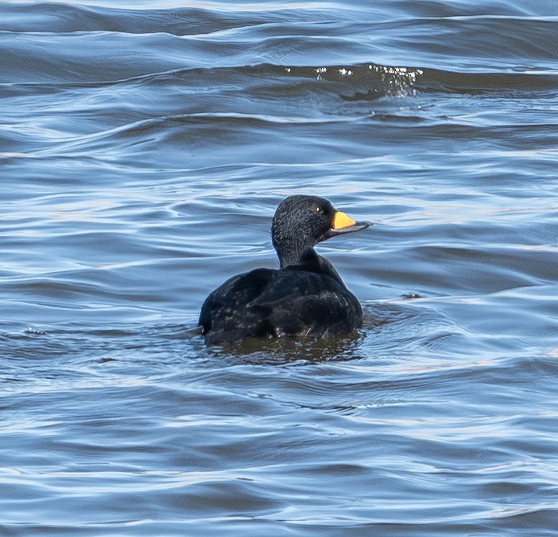 Black Scoter - ML646200503