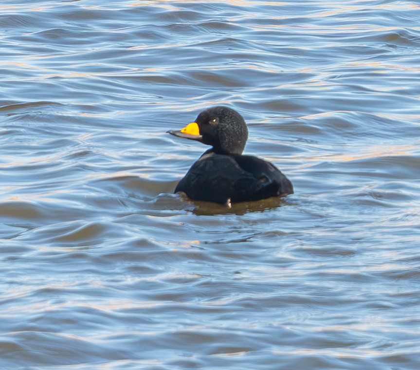 Black Scoter - ML646200504
