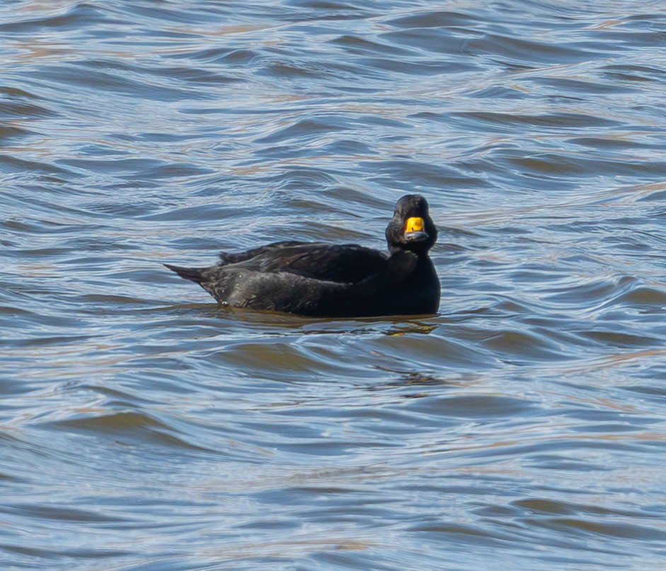 Black Scoter - ML646200505