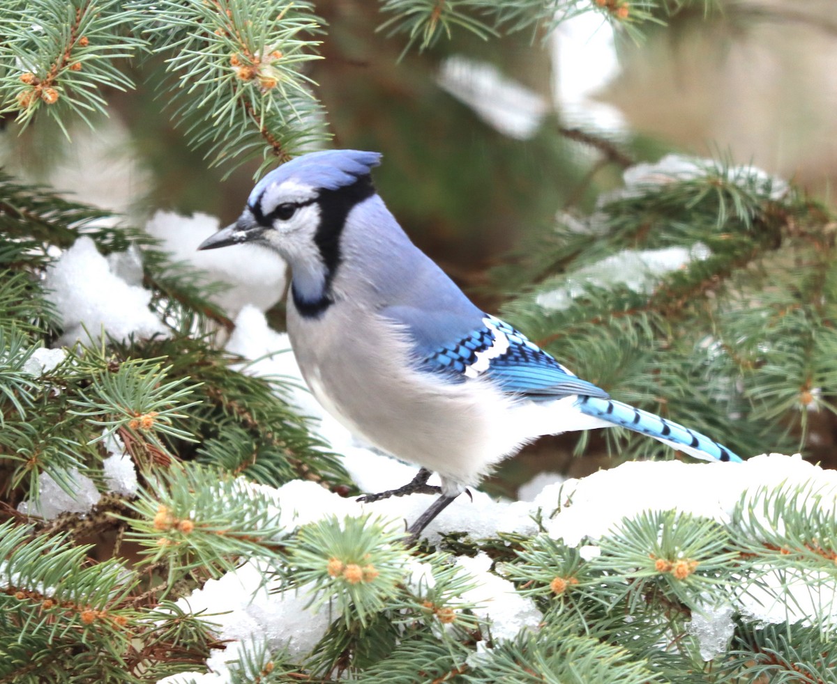 Geai bleu - ML646200506