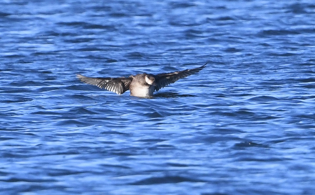 Black Scoter - ML646200510