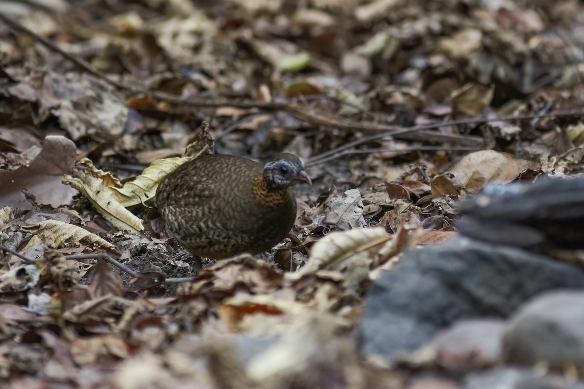 Scaly-breasted Partridge - ML646200511