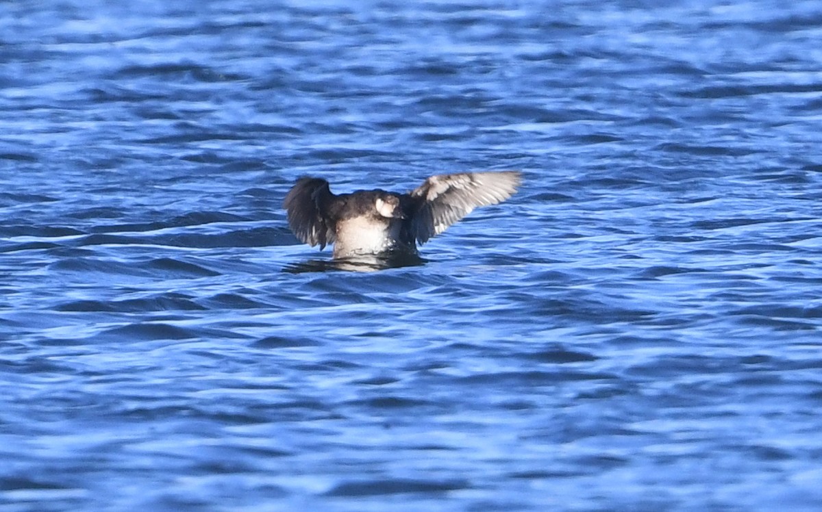 Black Scoter - ML646200513
