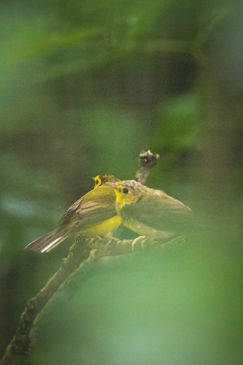 lesňáček kápový - ML646200517