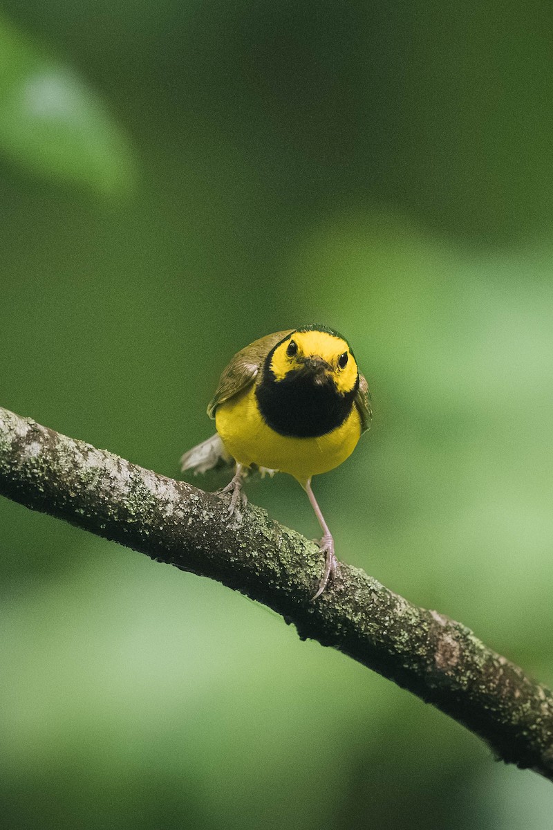 lesňáček kápový - ML646200518