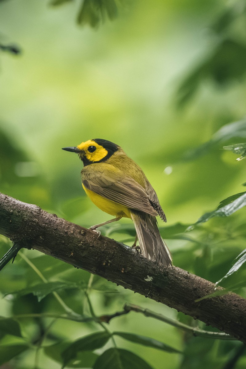 lesňáček kápový - ML646200519