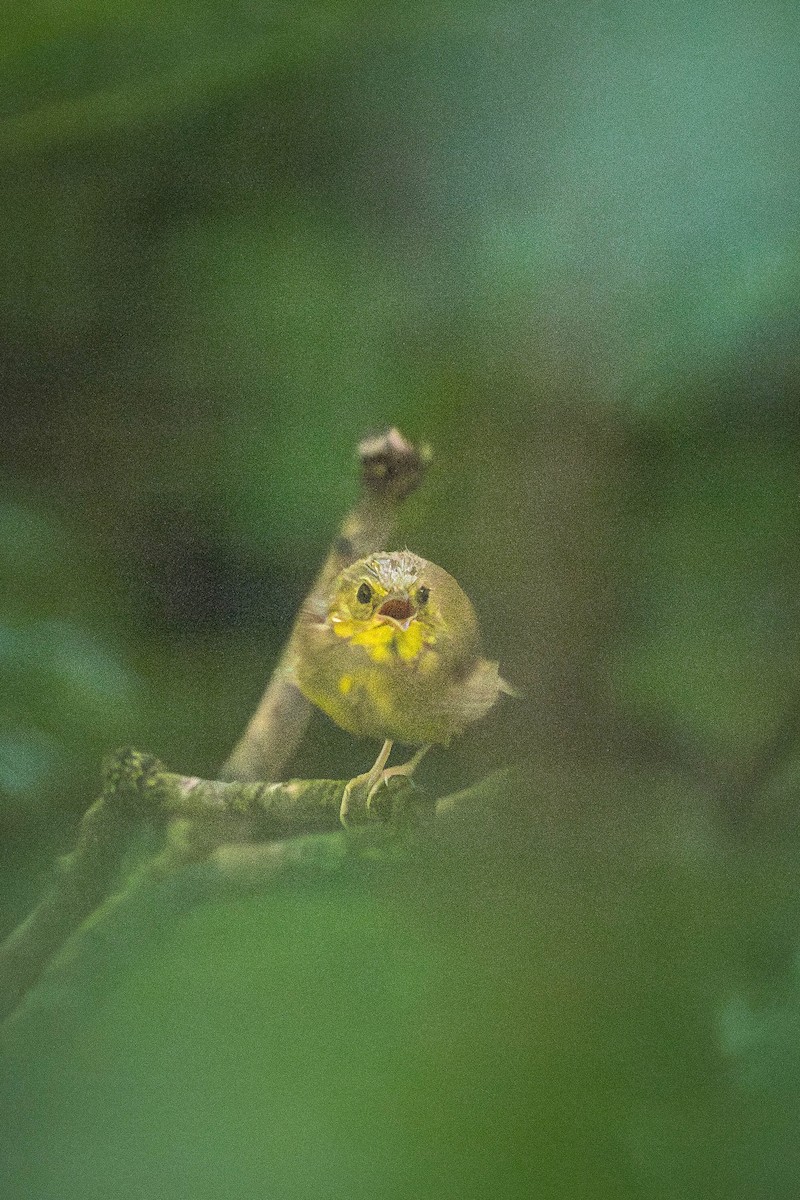 lesňáček kápový - ML646200520