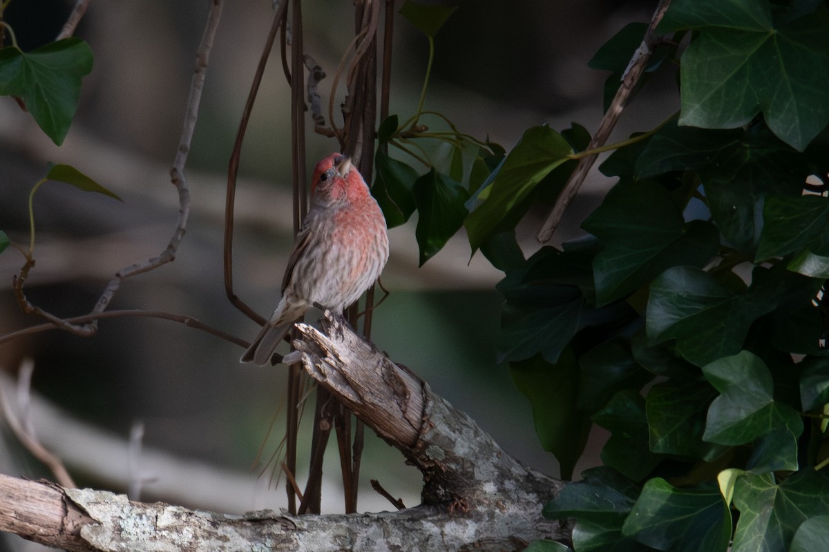 House Finch - ML646200524