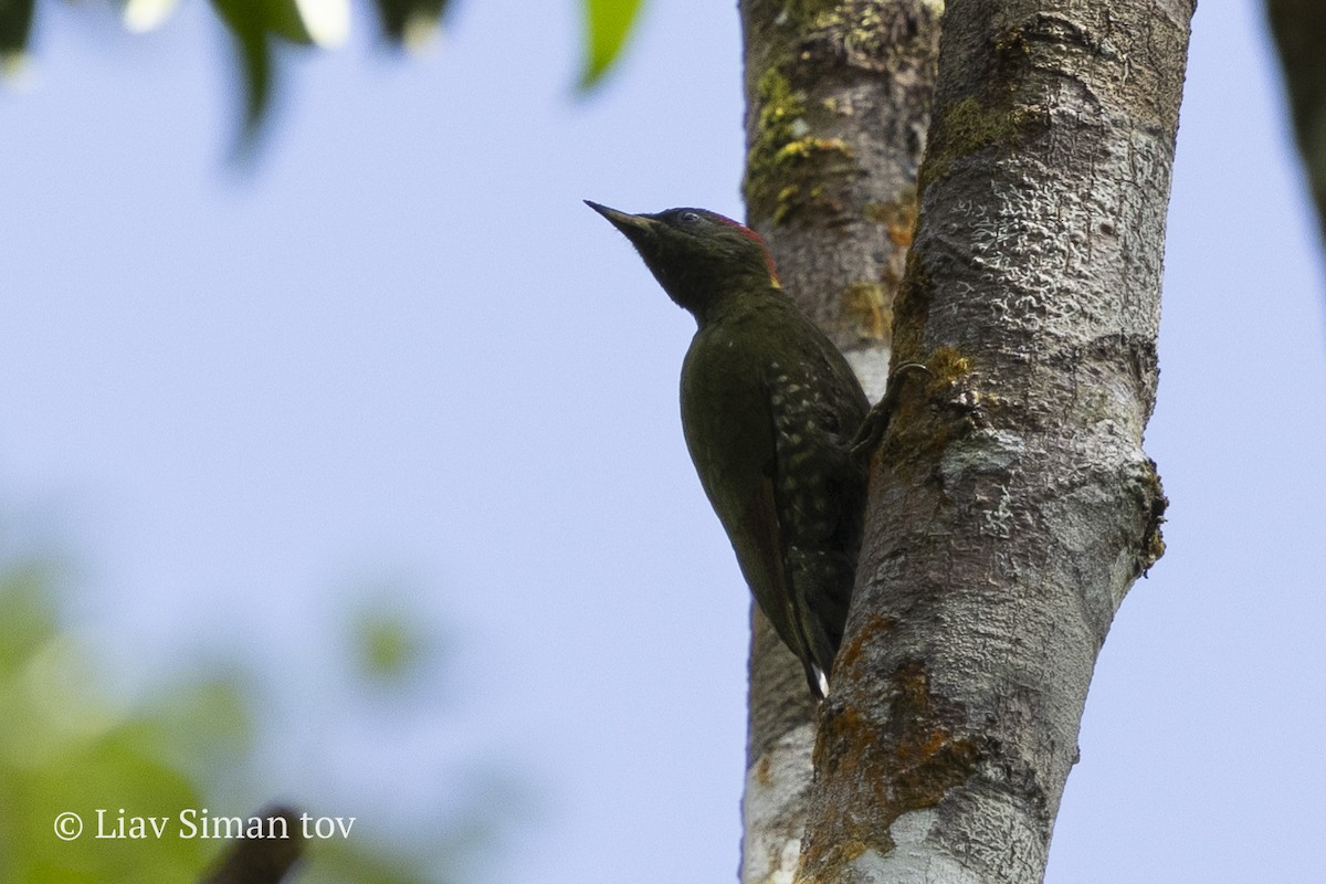 Pito Crestigualdo - ML646200526