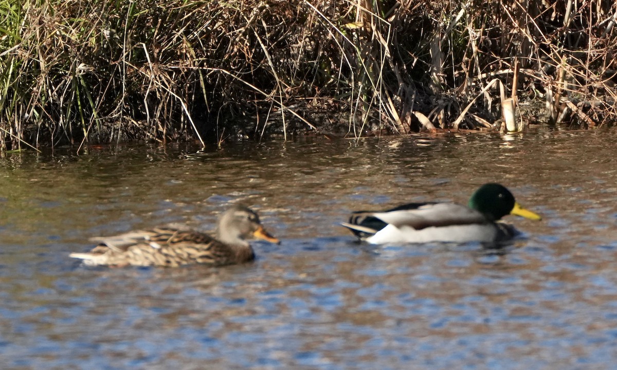 Mallard - ML646200528