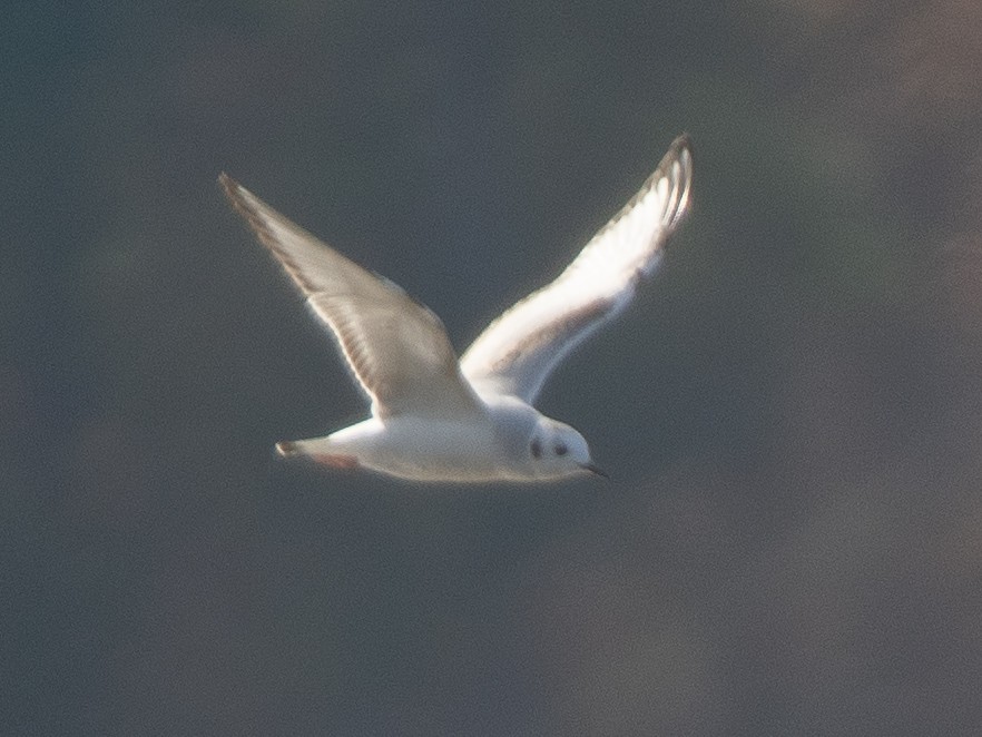 ボナパルトカモメ - ML646200530