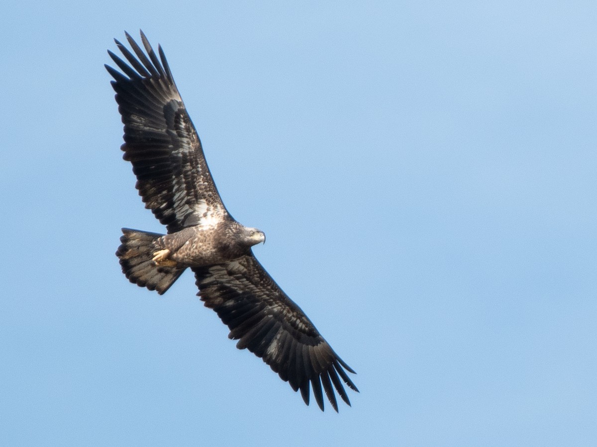 ハクトウワシ - ML646200535