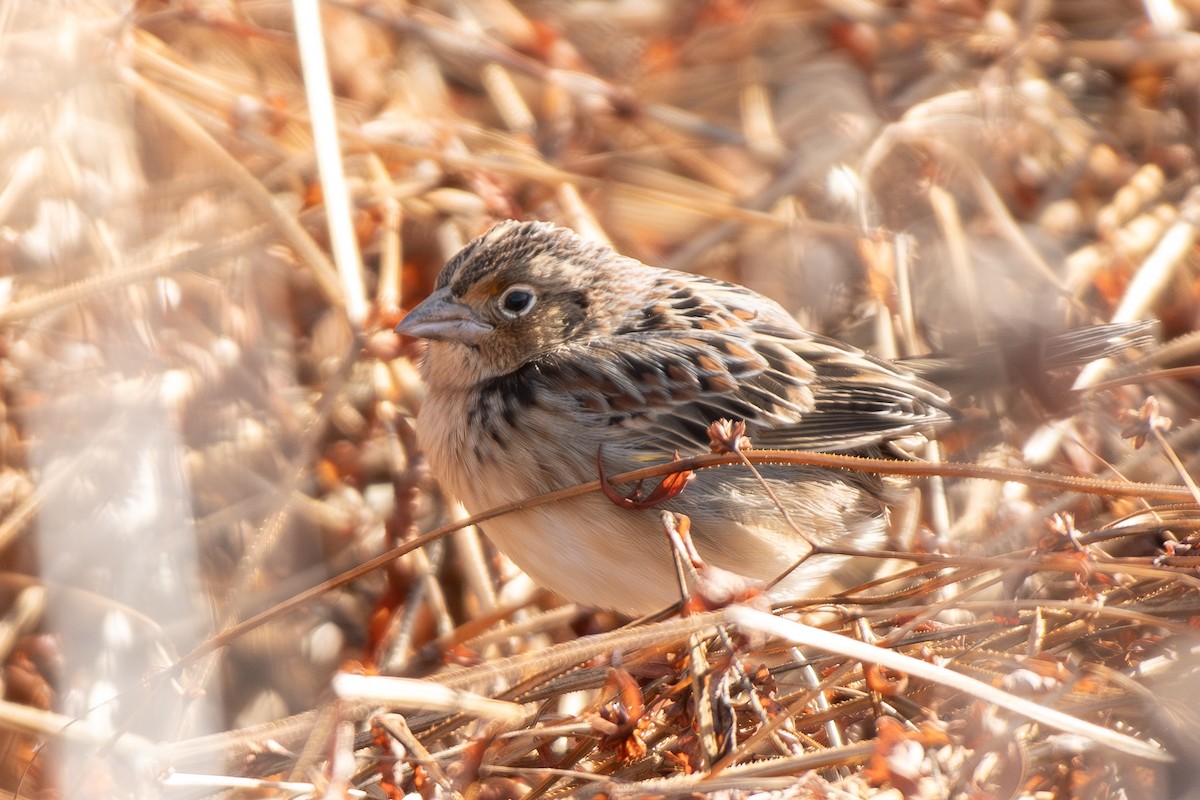 イナゴヒメドリ - ML646200540